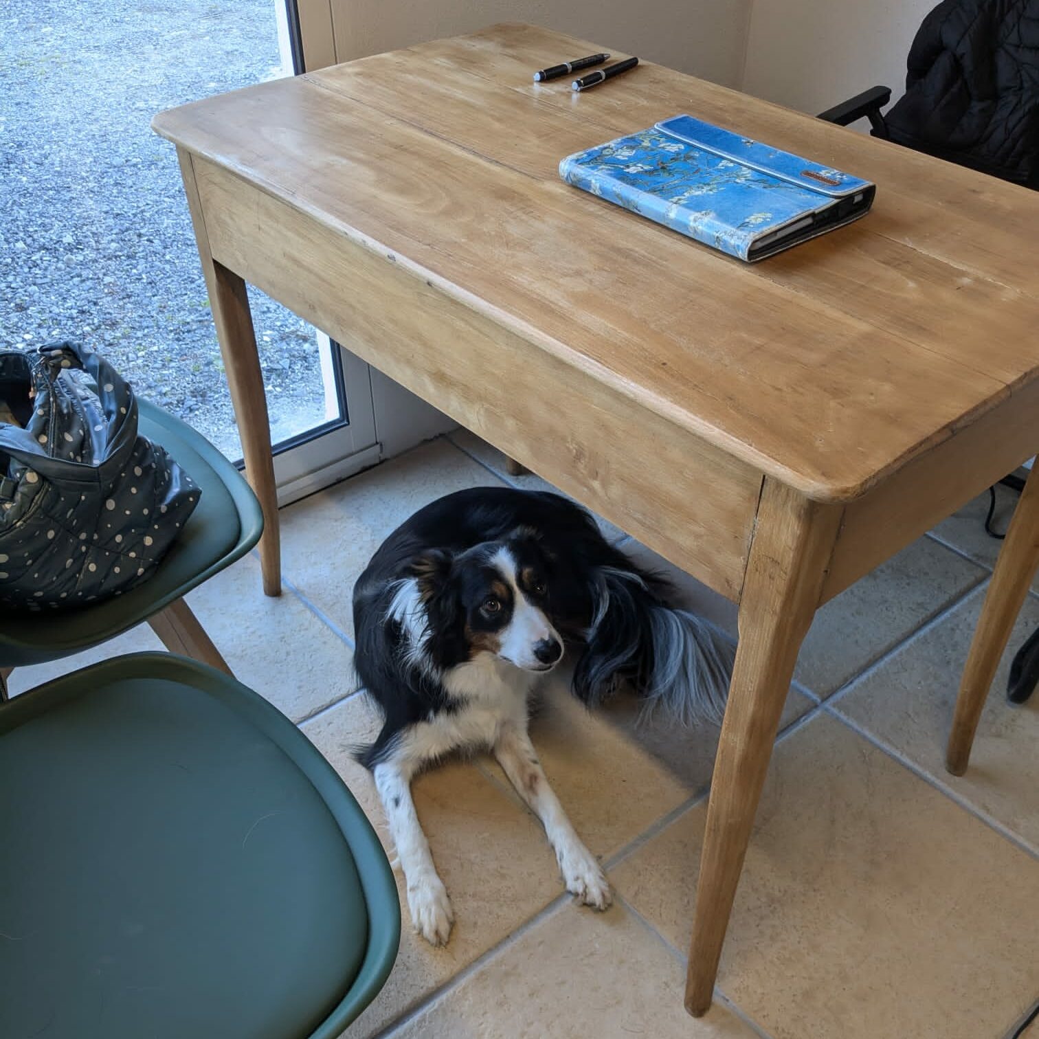 Chien au cabinet Ascain 64