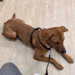 Résultat consultation ostéopathie canine