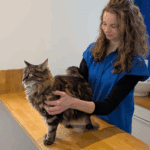 Consultation ostéopathie féline en clinique vétérinaire