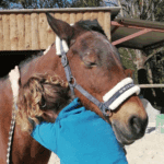 Ostéopathie équine