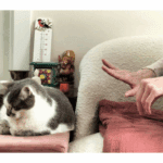 Ostéopathie féline énergétique magnétisme