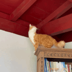 Consultation ostéopathie féline