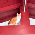 Séance ostéopathie chat