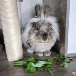 Ostéopathie lapin NAC