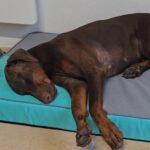 Chien détente repos post consultation tapis orthopédique