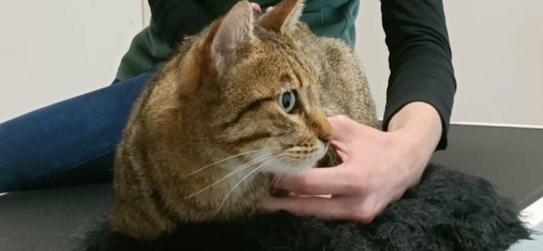 Félin Chat consultation table cabinet Ascain