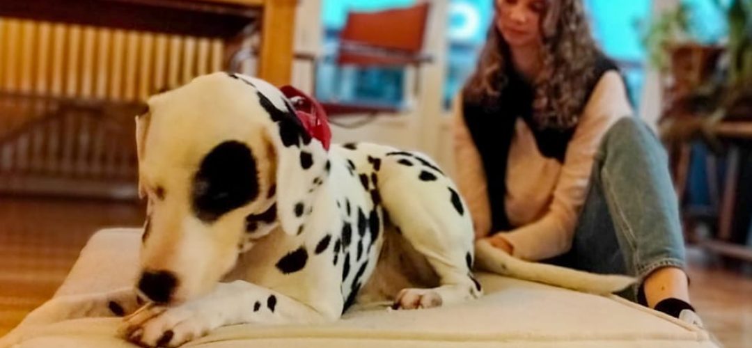 Chien Dalmatien