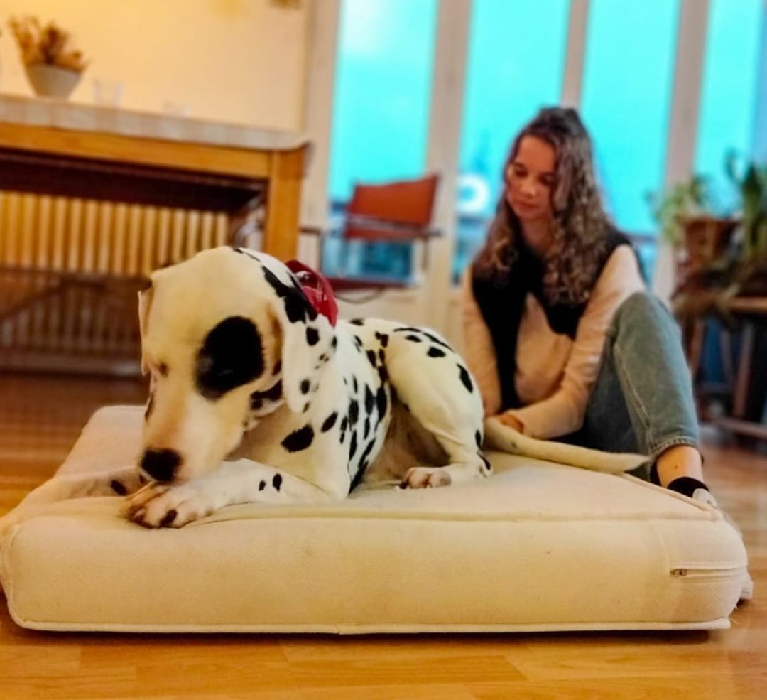 Chien Dalmatien